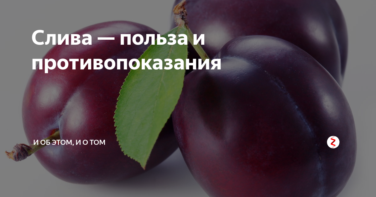 Чем полезна слива. Слива польза и вред для здоровья.