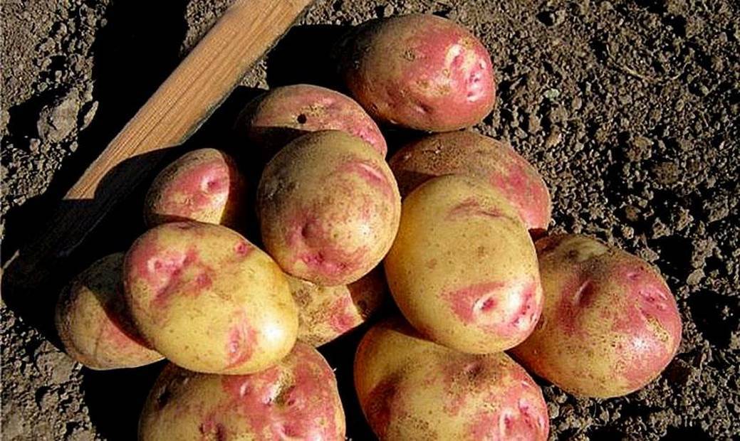 Удача — неприхотливый и урожайный отечественный сорт картофеля
