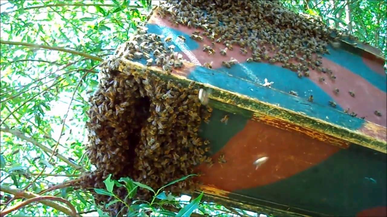 Как поймать пчелиный рой: выбор времени, места и средств