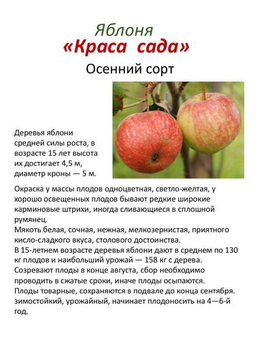 Сорт яблок карамелька фото описание - дневник садовода semena-zdes.ru