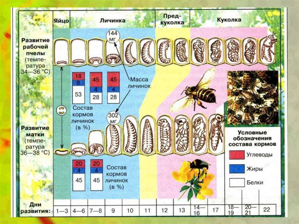 Размножение пчел: какие способы бесполого или полового ускоренного размножения и развития, формы и технологии оплодотворения