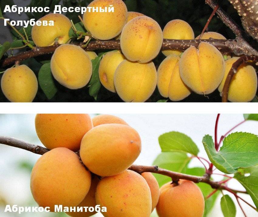 Абрикосы для средней полосы россии: сорта ранние, среднеспелые, поздние, самые вкусные и сладкие, с крупными плодами