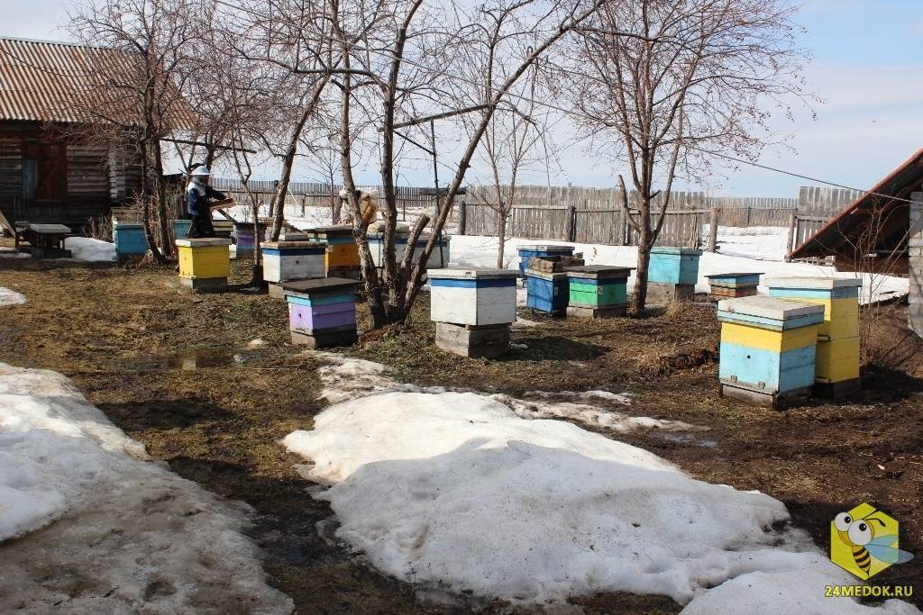 Весенние работы на пасеке после зимовки на воле, уход и осмотр весной,что делать весной с пчелами, какие заботы у пчеловода