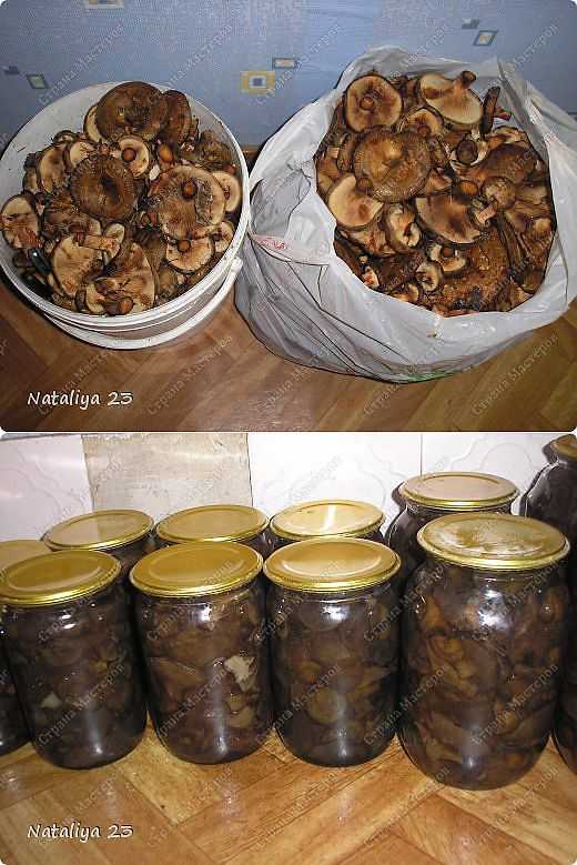 Как в домашних условиях мариновать грибы коровники на зиму, рецепты приготовления из свинушек