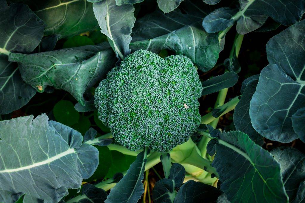 Самые лучшие сорта брокколи для открытого грунта: топ-15 по отзывам огородников