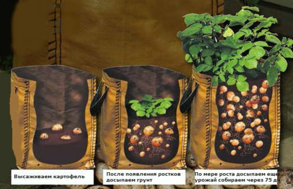 Выращивание картошки в мешках: описание, преимущества и недостатки, технология выращивания, советы