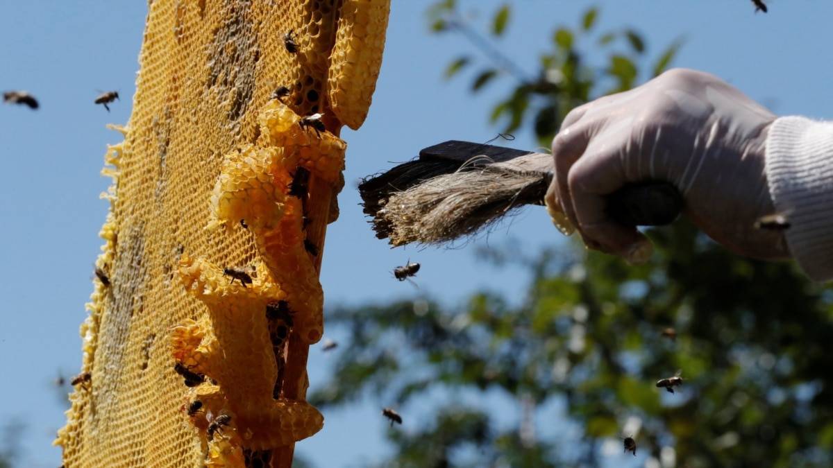 Гибель пчел от пестицидов на рапсовых полях: кто виноват и что делать?