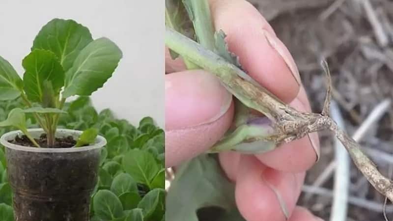 Черная ножка на рассаде как бороться (эффективные способы)