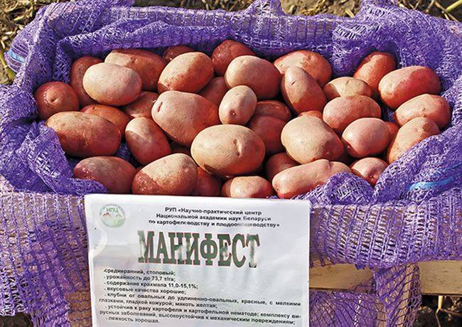 Картофель манифест: описание и характеристика сорта, посадка и уход, борьба с вредителями