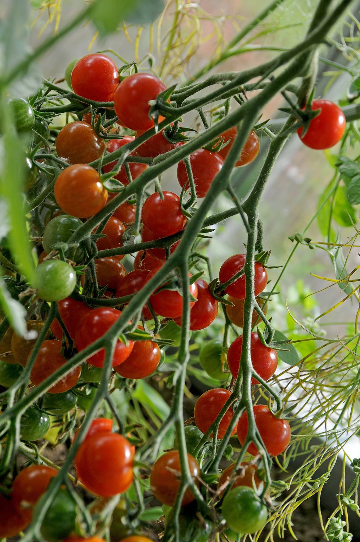 Как вырастить миниатюрные помидорчики вишня красная