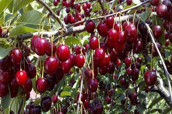 Описание вишни сорта Расплетка и тонкости выращивания