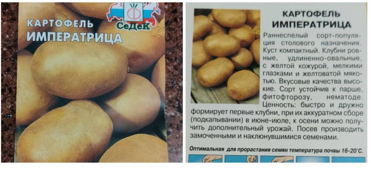 Картофель «любава»: особенности сорта и рекомендации по выращиванию