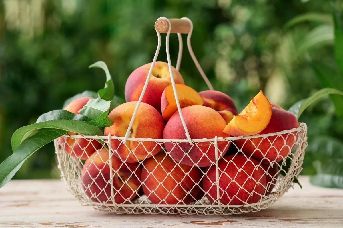 Сорта персиков: описание и основные характеристики