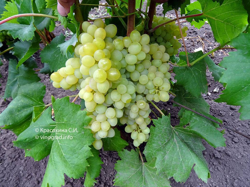 Виноград «кишмиш 342» — его особенности и харктеристика