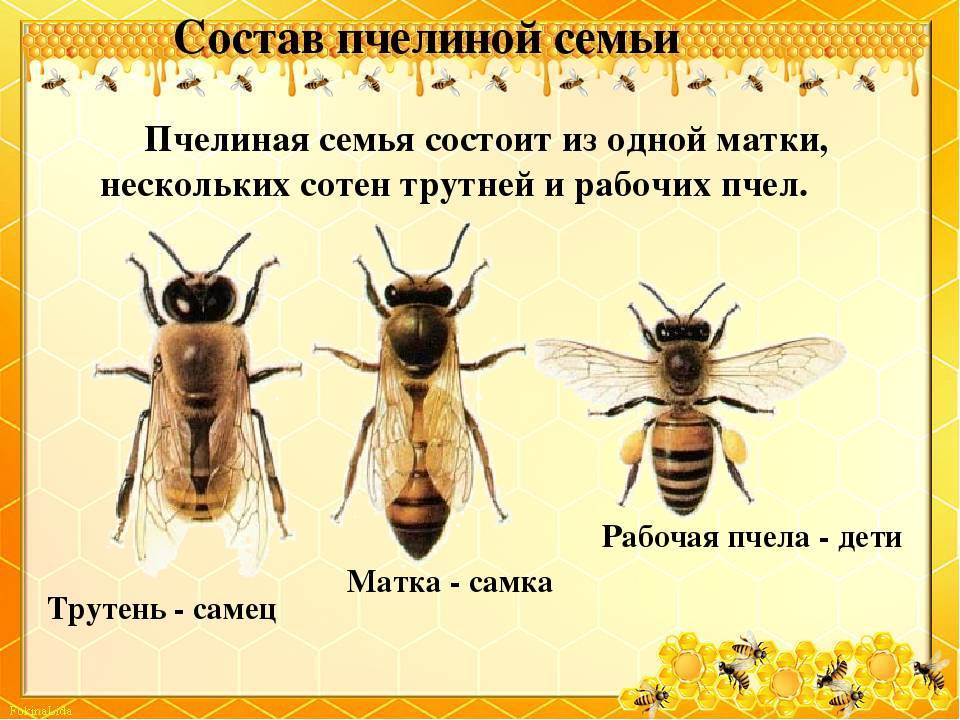 Количество пчел в семье и улье: методы подсчёта, колебания