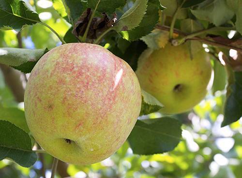 Описание яблони сорта джонаголд: характеристики, фото, отзывы садоводов, видео