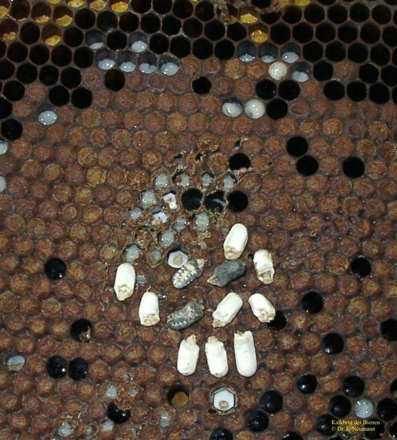 Аскосфероз пчел - характерные признаки, лечение народными средствами, фото