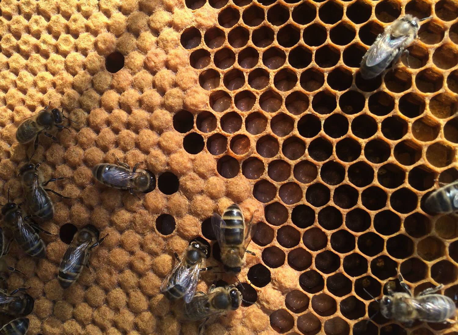 Лечение пчелиными и трутневыми личинками | село и дача