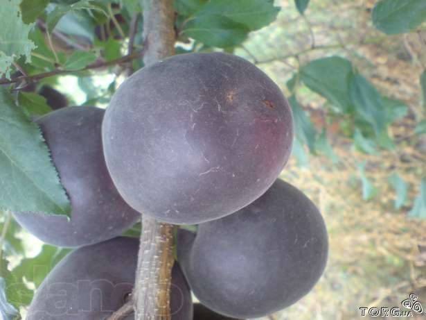 Описание и правила выращивания абрикоса сорта черный бархат
