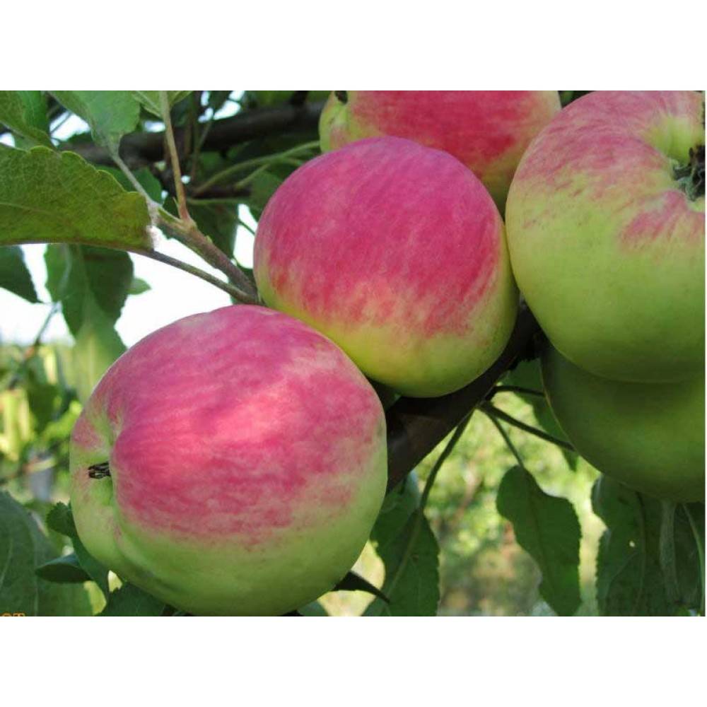 Сорт яблони мантет, описание, характеристика и отзывы, а также особенности выращивания данного сорта
