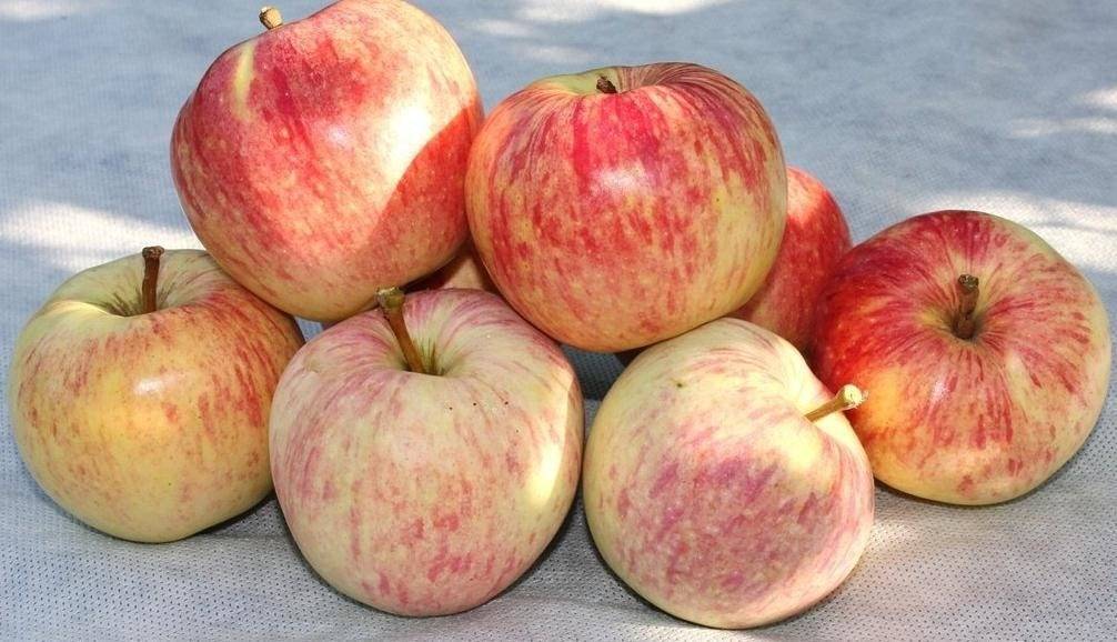 Яблоня успенское: описание сорта и урожайность, преимущества и недостатки с фото | сортовед