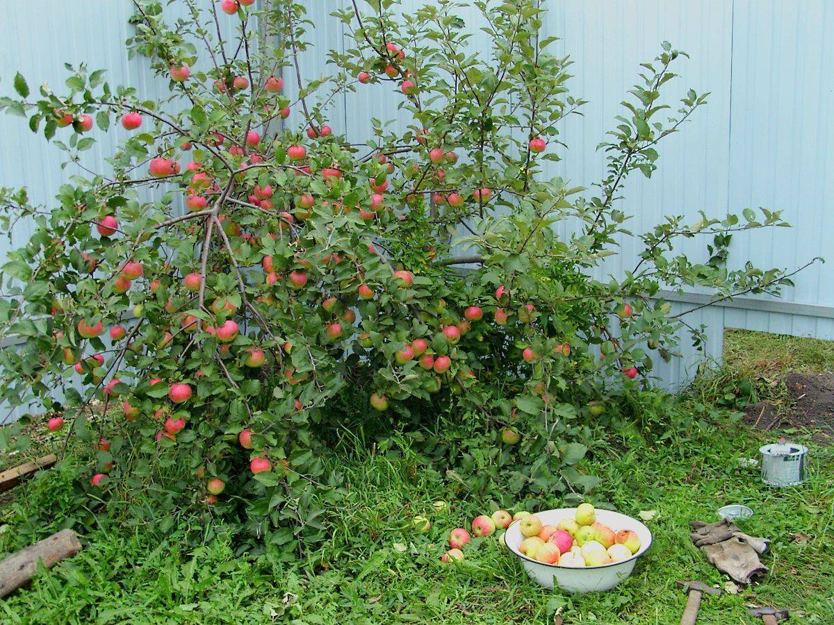 Колоновидные яблони — особенности, лучшие сорта, выращивание