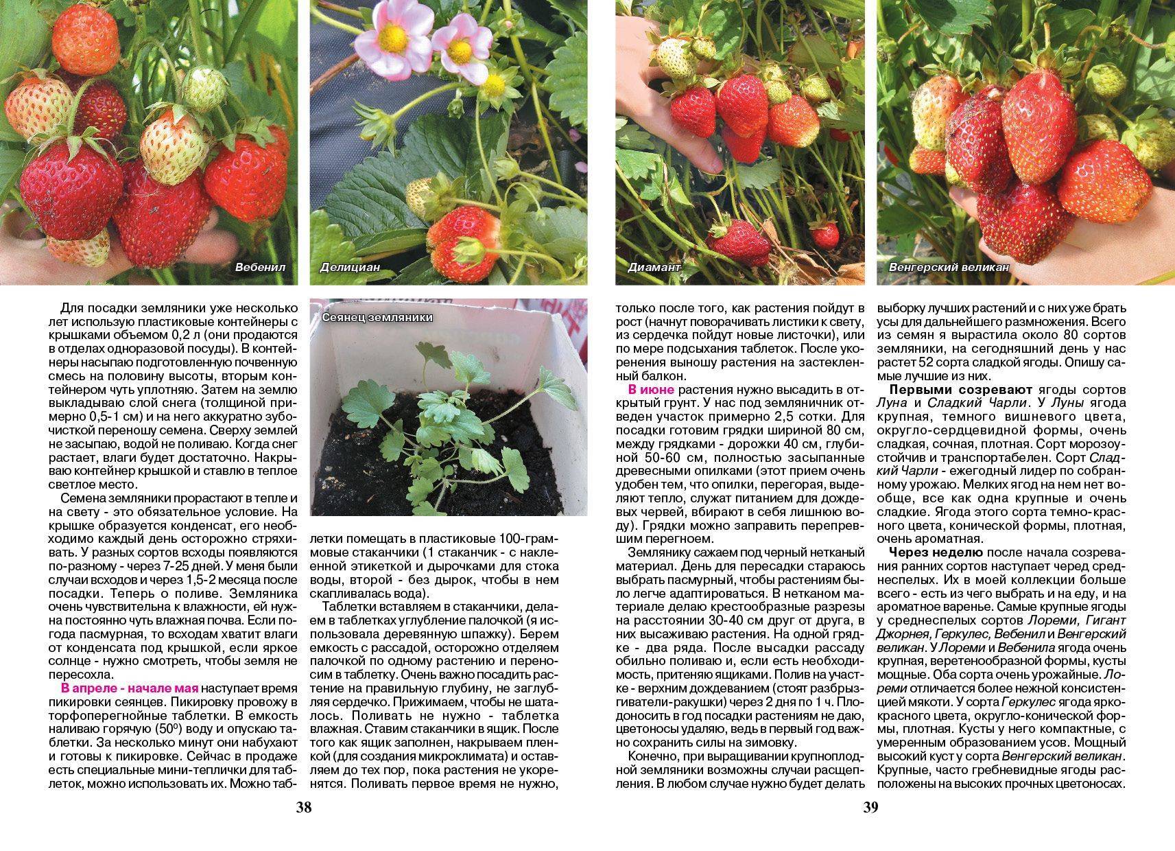 Клубника зефир: описание и характеристики сорта садовой земляники, правила выращивания виктории и фото