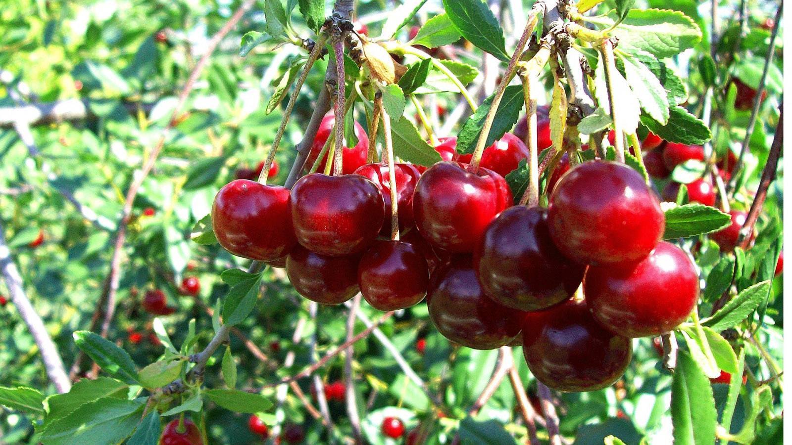 Брусницына — сильный сорт вишни, подходящий для выращивания в северных регионах
