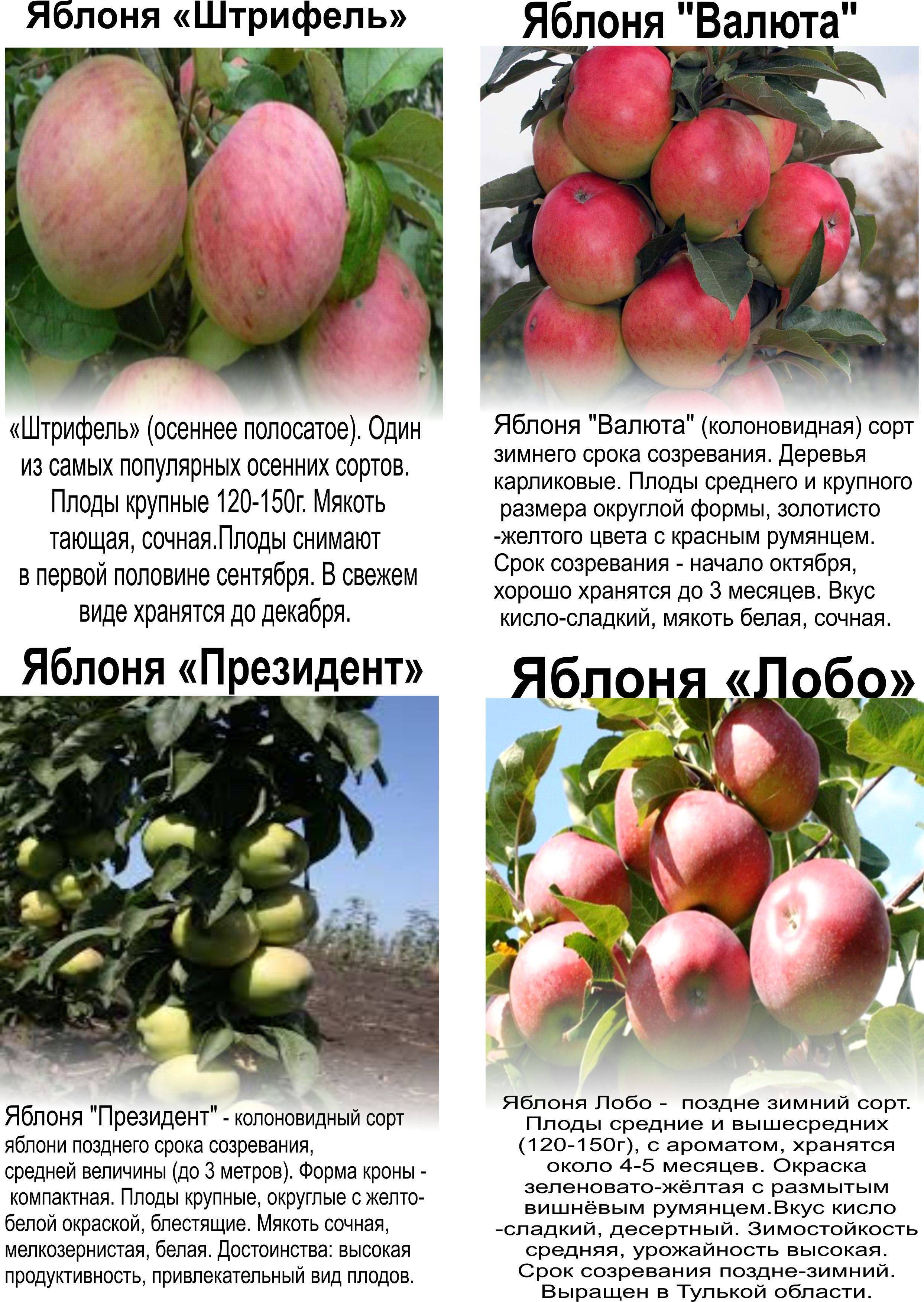 Яблоня орлинка: описание и характеристики сорта, выращивание и размножение