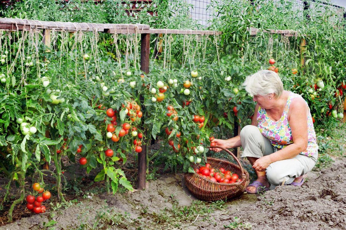 Сорта и гибриды низкорослых томатов, или помидоры для ленивых. томаты-карлики, ампельные, стелющиеся. фото — ботаничка.ru