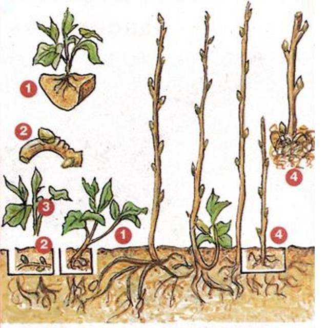Размножение вишни корневой порослью и корневыми черенками