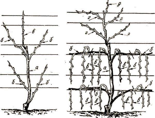 Способы и схемы подвязки винограда весной к шпалере