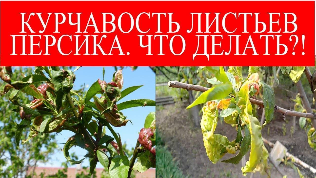 Курчавость листьев персика: опасность, меры борьбы, чем обрабатывать, профилактика заболеваний
