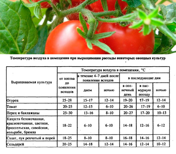 Какую минимальную и максимальную температуру выдерживают помидоры в открытом грунте
