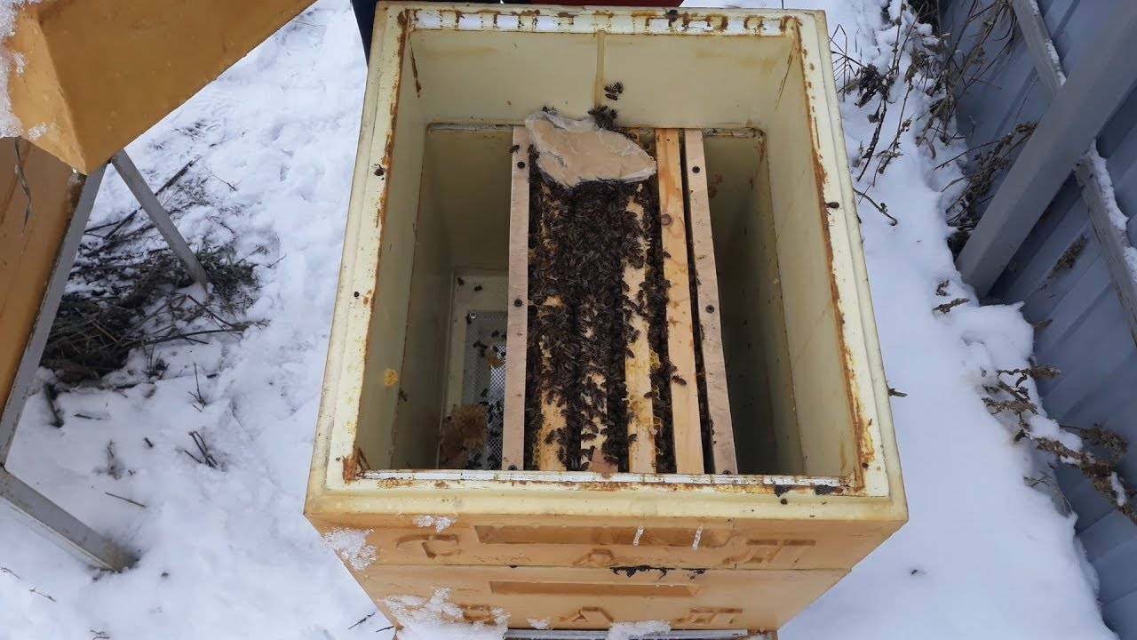 Cпят ли пчелы зимой, как зимуют в улье, омшанике, на улице, чем кормить пчел