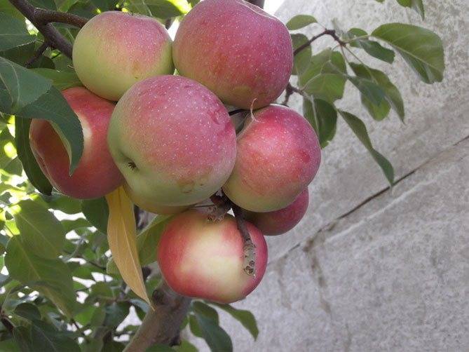 Яблоня лобо: характеристика и описание сорта, особенности посадки и ухода за деревом, фото, отзывы