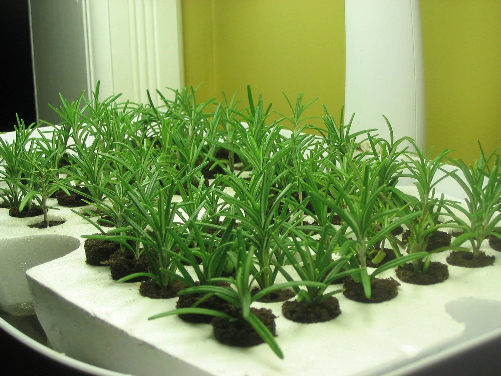 Розмарин: выращивание в квартире из семян и черенков