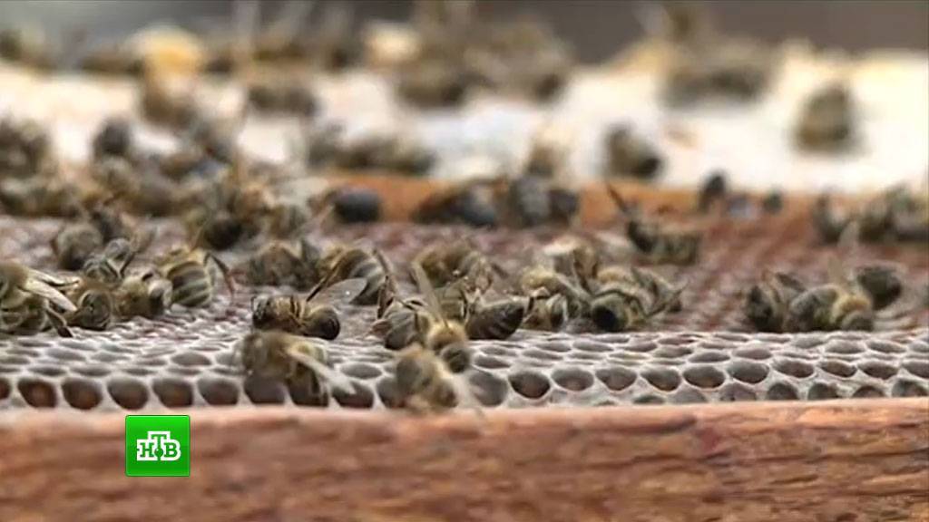 Не медом намазано: в центральной россии массово гибнут пчелы | статьи | известия