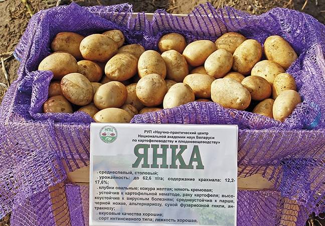 Картофель лилея: характеристика и особенности выращивания сорта