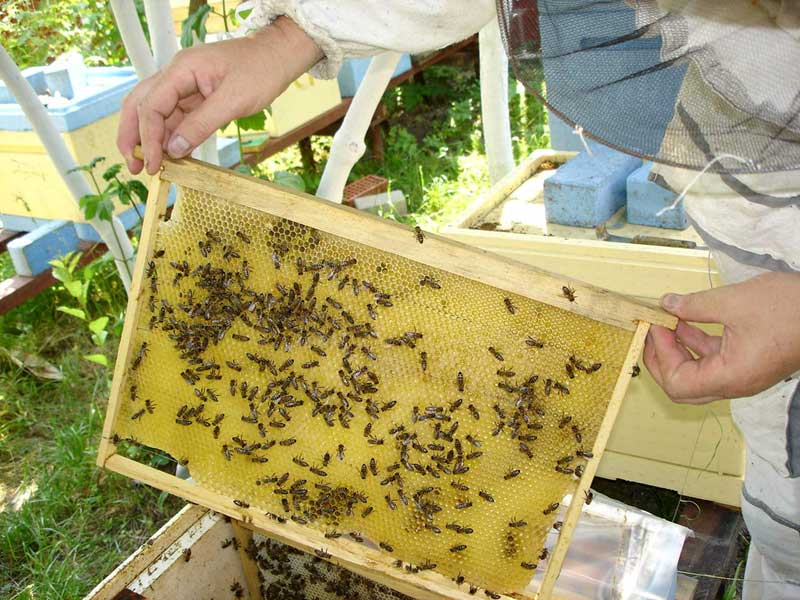 Разведение пчел - особенности отрасли и рекомендации с чего начать бизнес (115 фото)