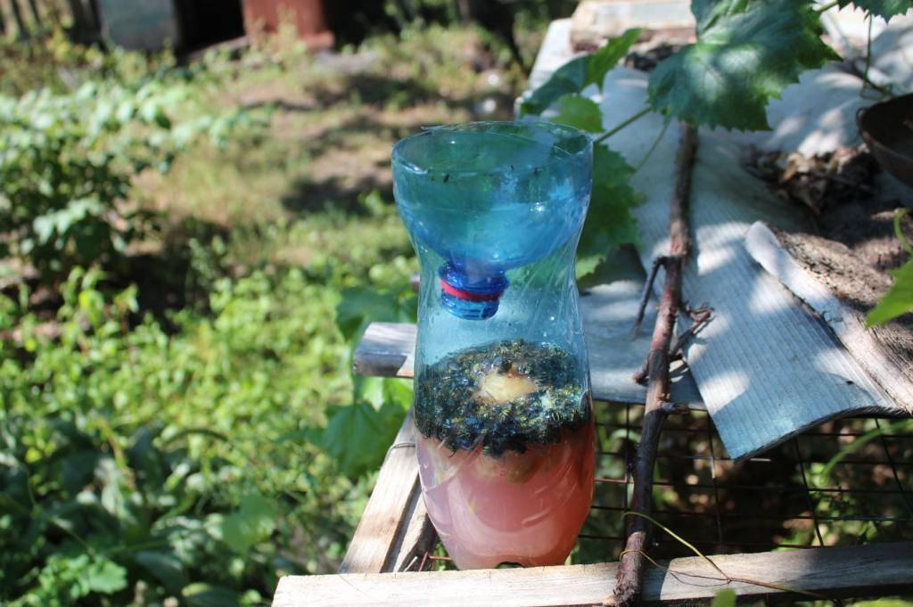 Как защитить виноград от ос во время его созревания народными средствами, химией. как избавиться от пчел, мух и птиц в 2021 году