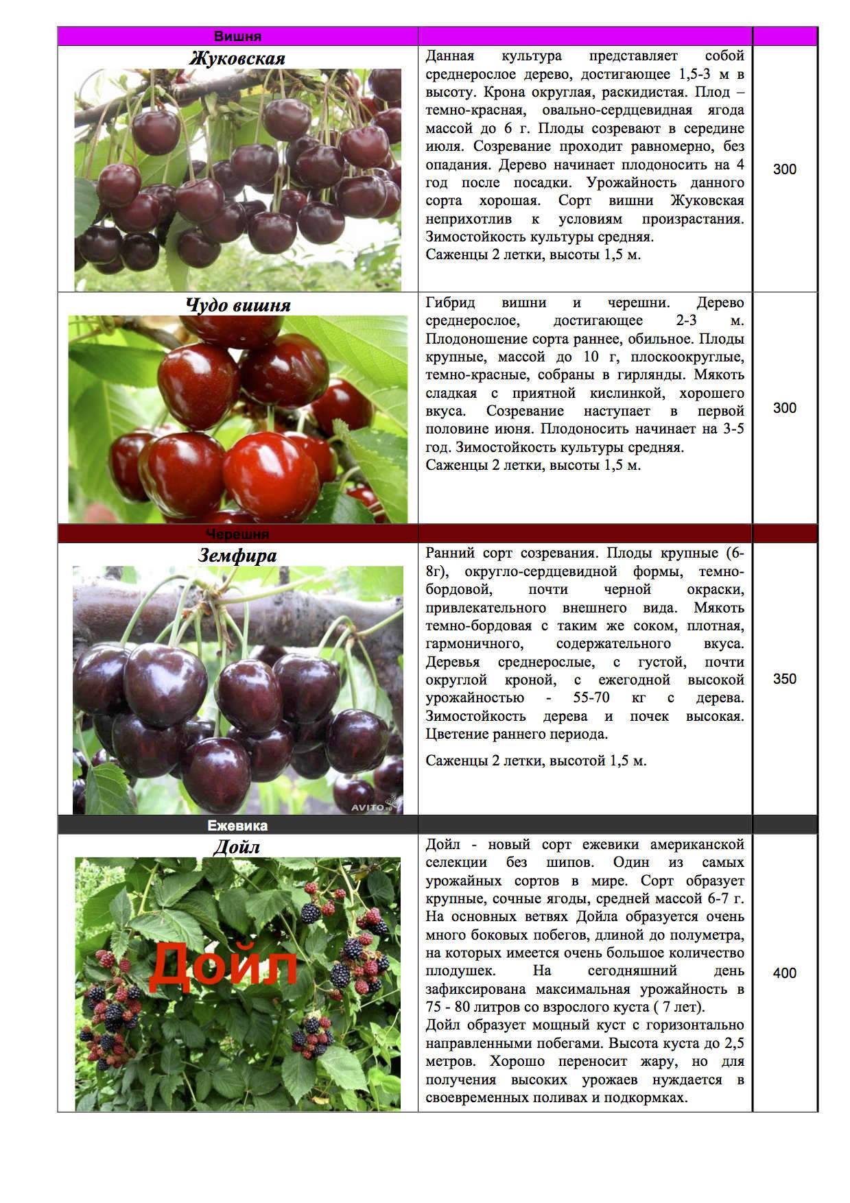Лучшие высокоурожайные, самоопыляемые и низкорослые сорта вишен для любого региона россии. топ-5 лучших зимостойких вишен