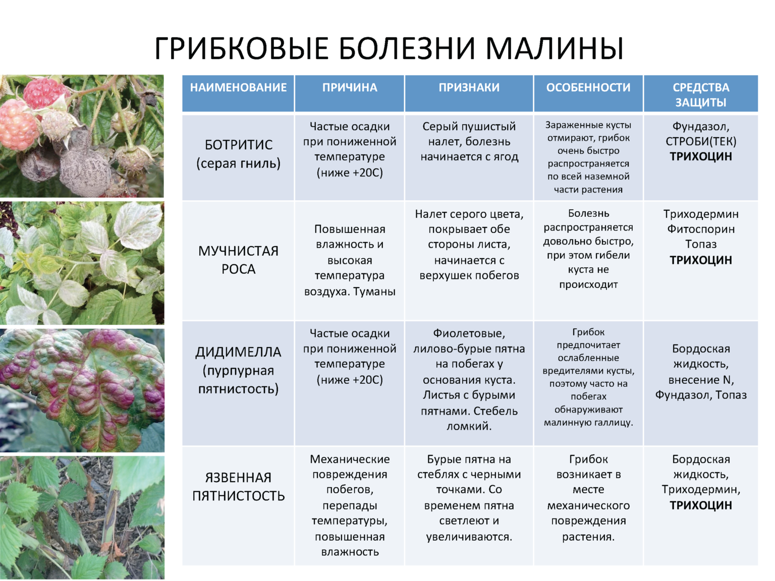 ᐉ весной обработка малины - roza-zanoza.ru