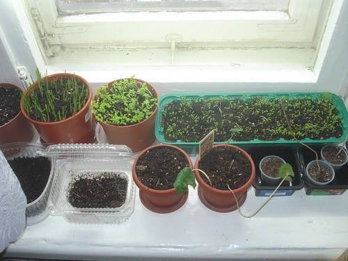 Салат - руккола на подоконнике. выращивание в домашних условиях, в квартире на окне, балконе, в горшке. выбор семян