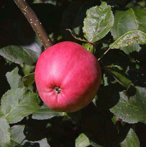 Вкусные и ароматны плоды подарит вам сорт яблонь пепин шафранный