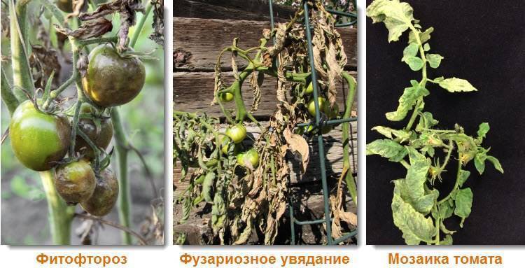 Фузариоз томатов: причины, методы борьбы и профилактика