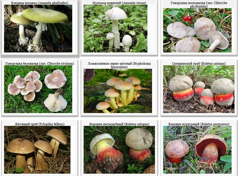 Какие есть грибы несъедобные. Несъедобные и ядовитые грибы. Съедобные грибы и несъедобные грибы названия. Съедобные грибы несъедобные грибы ядовитые. Грибы съедобные несъедобные и ядовитые Ленинградской области.