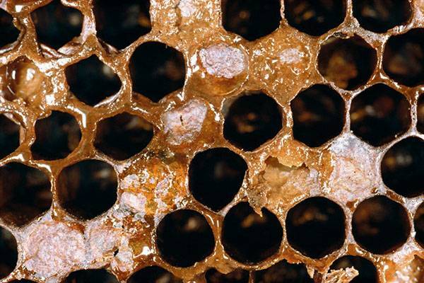 Виды и лечение гнильца пчел