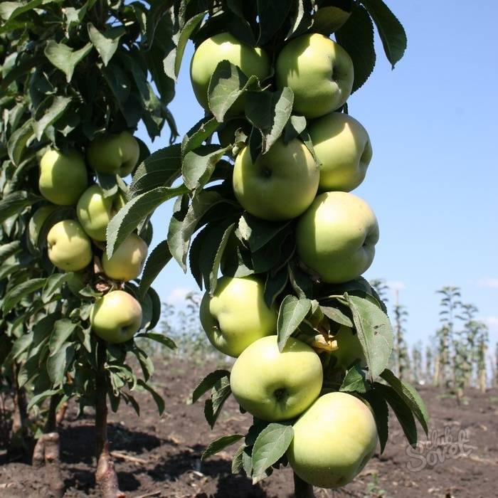 Описание сорта яблони икша: фото яблок, важные характеристики, урожайность с дерева