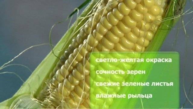 Кормовая кукуруза сорта